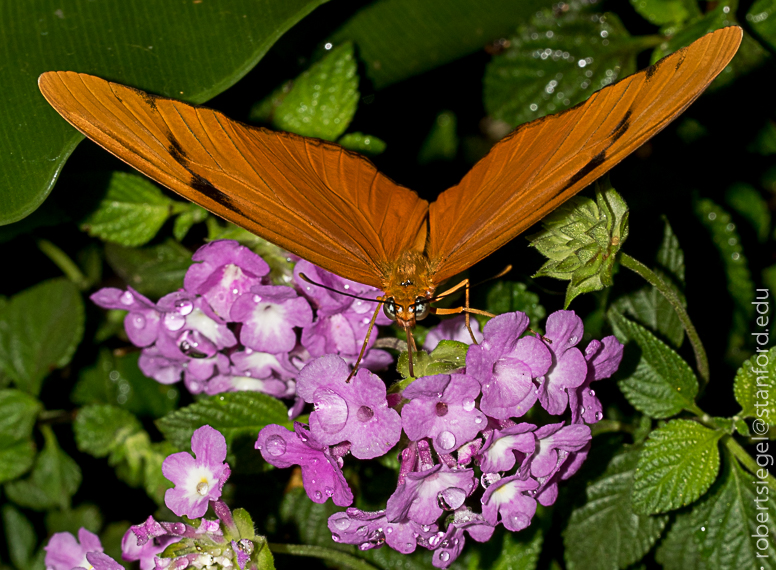 ワレモコウ様 数量5から】 生地 『ドビー ウサギ和柄 ネイビー AP45103-4D